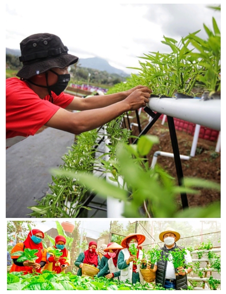 Kembangkan Urban Farming Berkelanjutan Di Kota Bandung - EDUPUBLIK JABAR